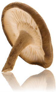 Sacred Shiitake Medicinal Mushrooms Extracts