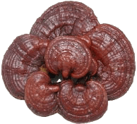 Reishi mushroom, Ling Zhi, Ganoderma lucidum