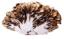 maitake medicinal mushroom