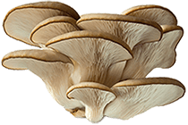 Oyster Medicinal Mushrooms